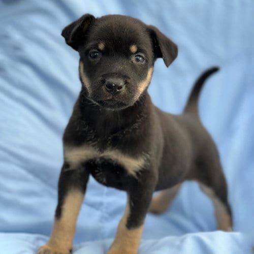 Photo of Eureka Pup - Donovan, adoptable Wirehaired Fox Terrier in San Diego, California