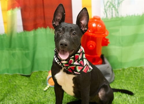 Photo of Certina, adoptable German Shepherd Dog in Placerville, California