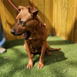 Photo of Scrappy Doo JuM, adoptable American Pit Bull Terrier Plott Hound in Hartford, Connecticut