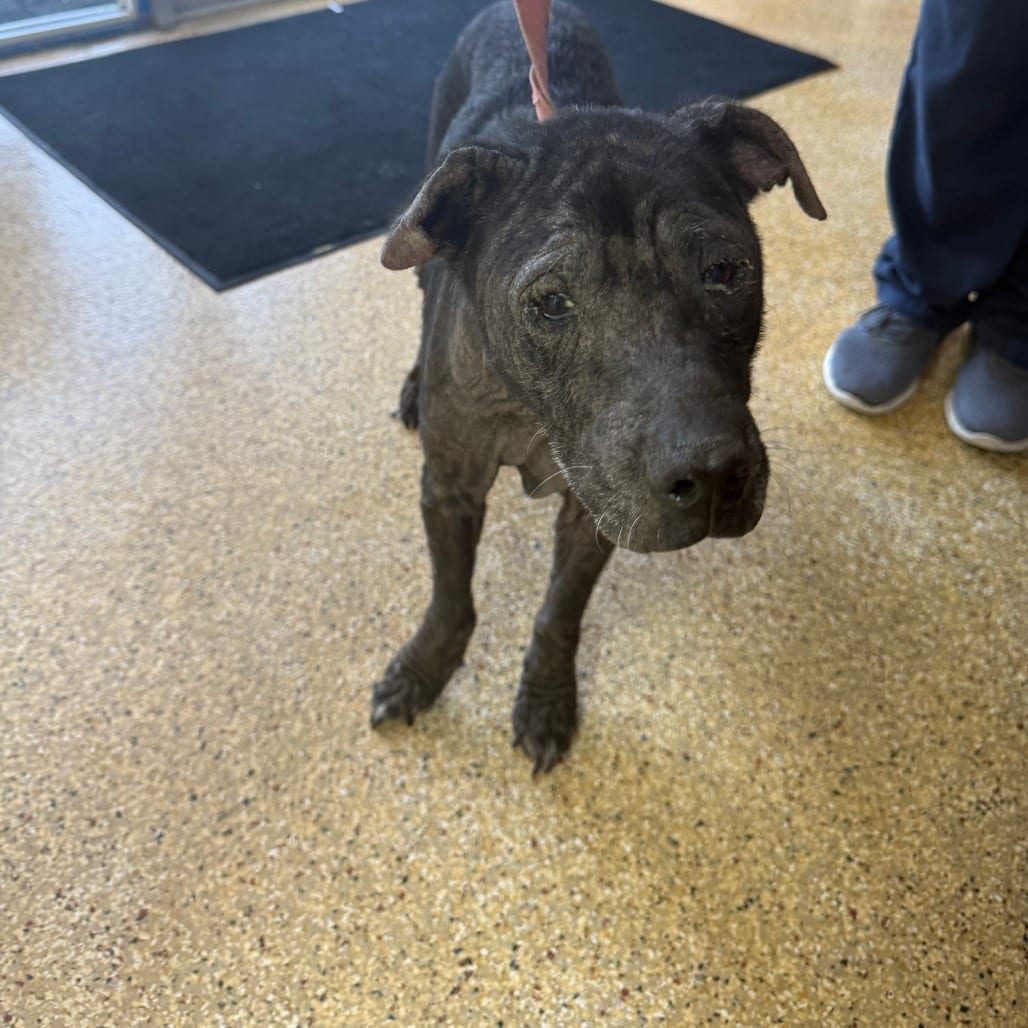 Photo of Cecilie, adoptable Mixed Breed (Medium) in Houston, Texas