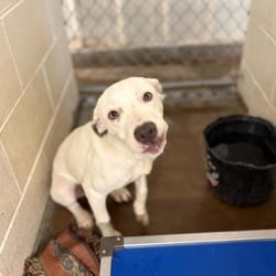 Photo of Petunia, adoptable American Pit Bull Terrier Mixed Breed (Medium) in Stephenville, Texas