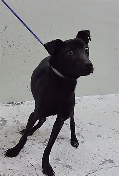 Photo of Misty, adoptable American Staffordshire Terrier in Houston, Texas
