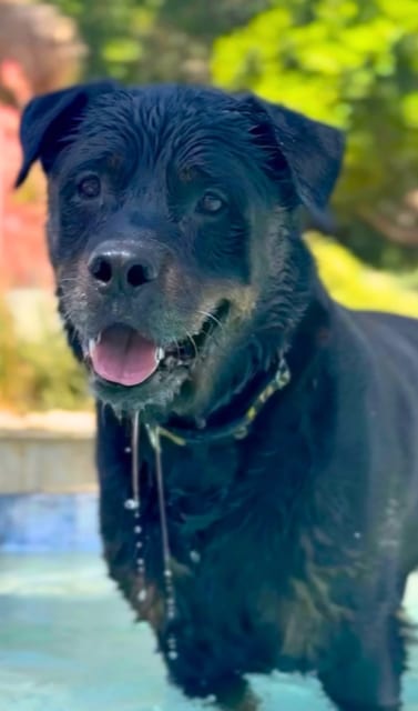Photo of Bronson, adoptable Rottweiler in Gilbert, Arizona
