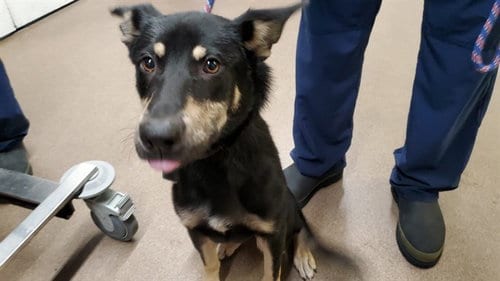 Photo of Bordeau, adoptable German Shepherd Dog in Aurora, Illinois
