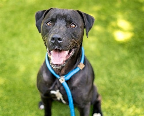 Photo of Ryan, adoptable Pit Bull Terrier in San Jose, California