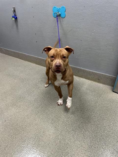 Photo of Western, adoptable Pit Bull Terrier in Las Vegas, Nevada