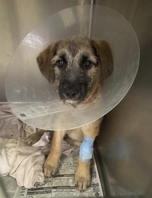 Photo of Henry, adoptable Terrier in Riverside, California