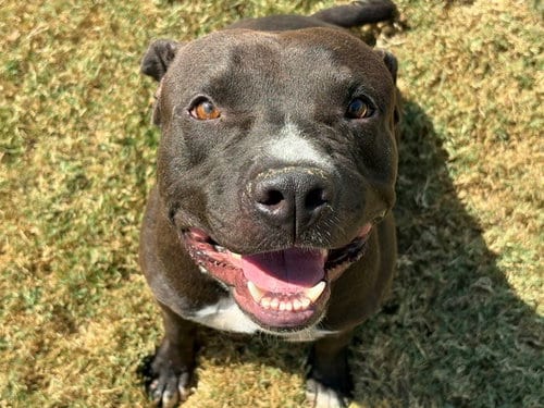 Photo of Blue, adoptable Pit Bull Terrier in Tulsa, Oklahoma