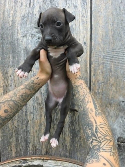 Photo of SR Puppy 8/21, adoptable American Pit Bull Terrier in Frankenmuth, Michigan