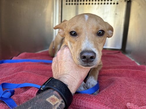 Photo of A481634, adoptable Chihuahua in Oklahoma City, Oklahoma