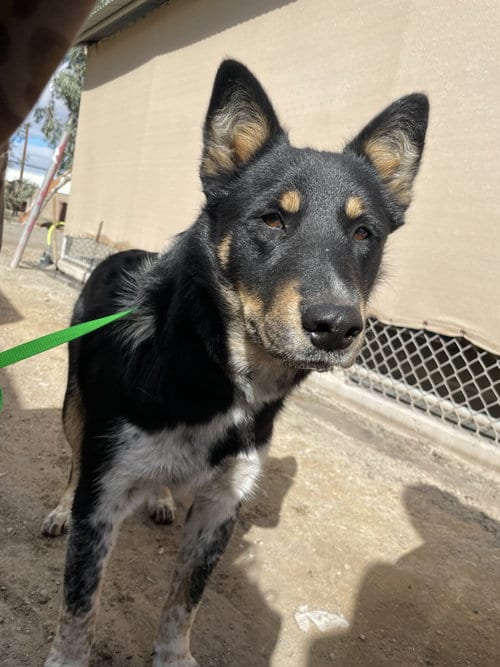 Photo of Scooter, adoptable Border Collie in El Centro, California