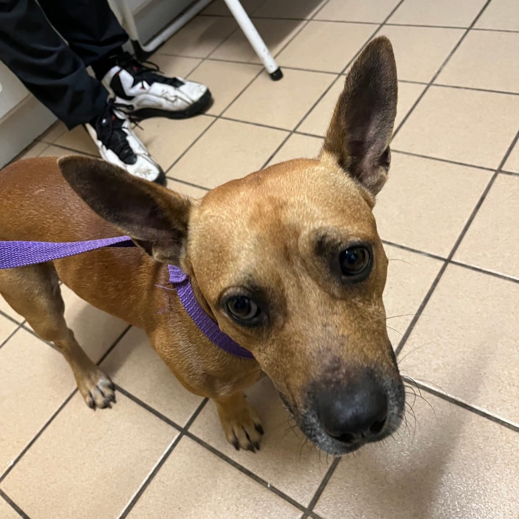 Photo of Boone, adoptable Mixed Breed (Medium) in Fort Pierce, Florida