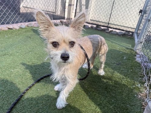 Photo of Gatsby, adoptable Cairn Terrier in Phoenix, Arizona