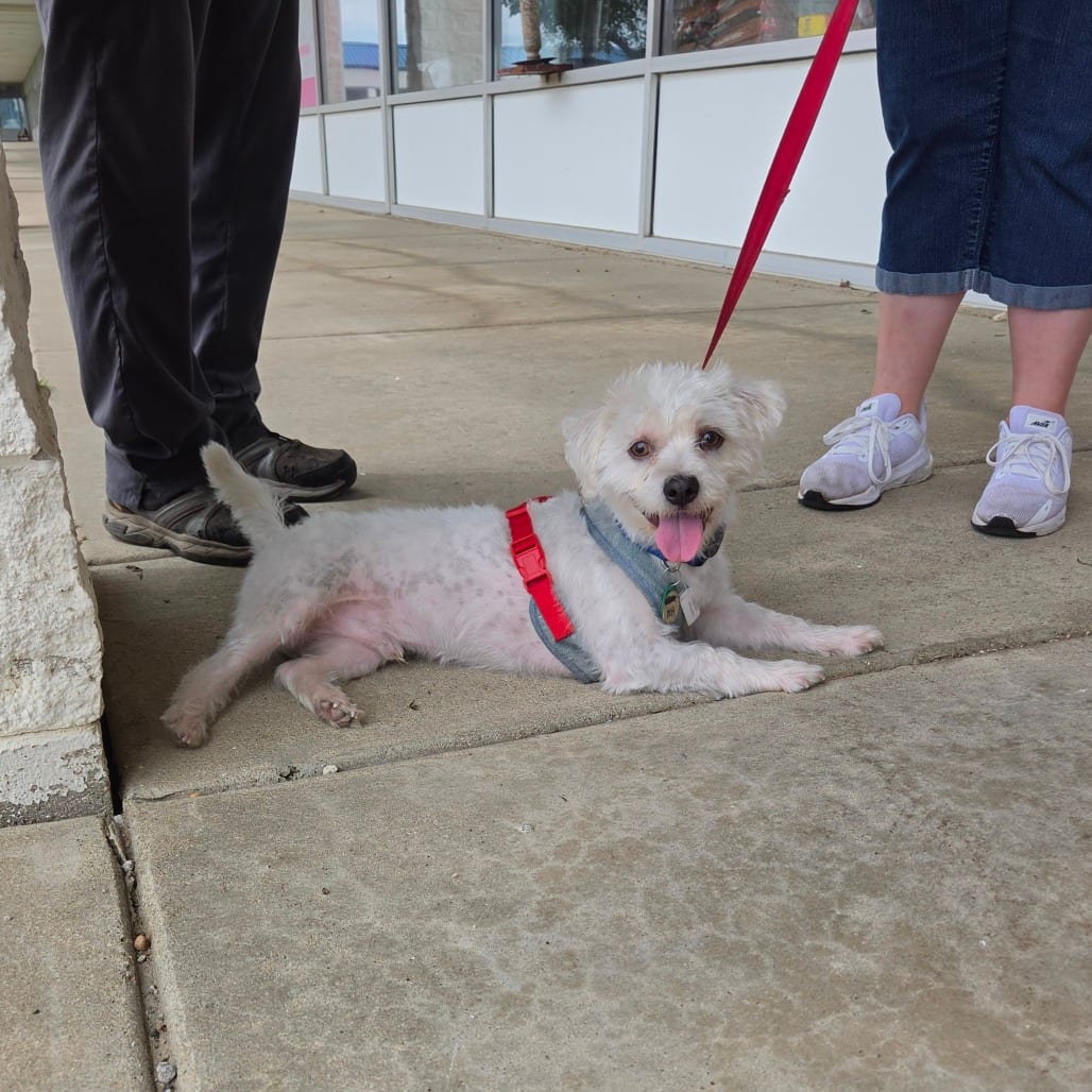 Photo of Rory, adoptable Maltese / Mix in Normal, Illinois
