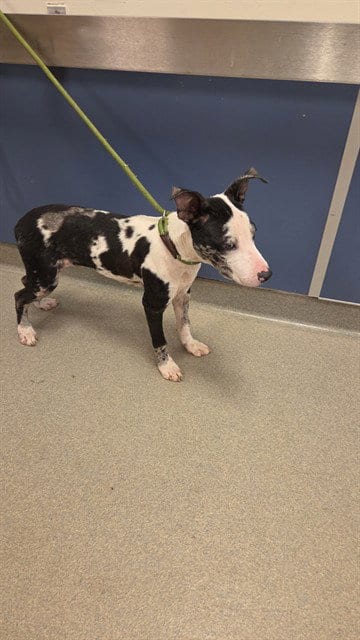 Photo of Squirt, adoptable Catahoula Leopard Dog in Miami, Florida