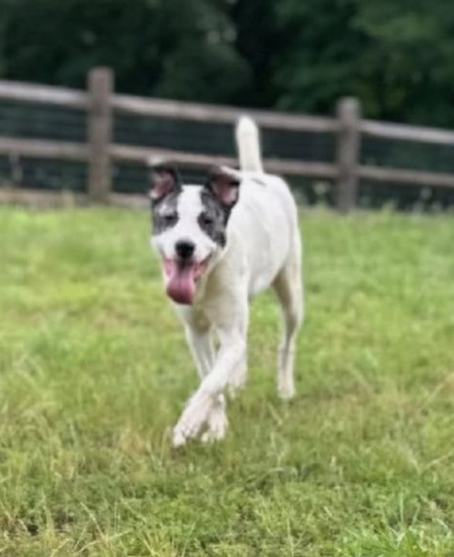 Photo of Sally Ann, adoptable Canaan Dog in Winston Salem, North Carolina