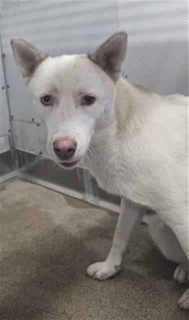 Photo of Lorraine, adoptable Siberian Husky in San Bernardino, California