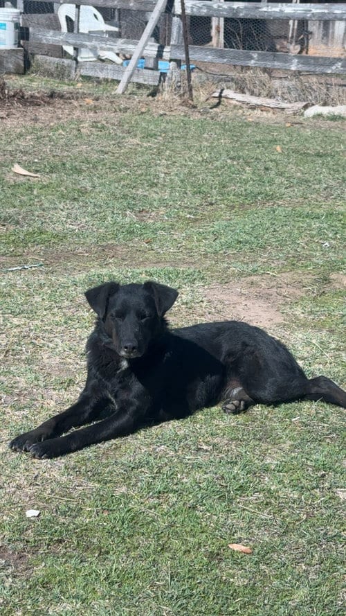 Photo of Luna, adoptable Labrador Retriever in Woodland, California