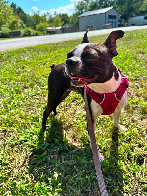 Photo of Abi, adoptable Boston Terrier in Candler, North Carolina