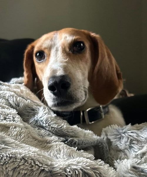 Photo of Sonny, adoptable Coonhound in Matawan, New Jersey