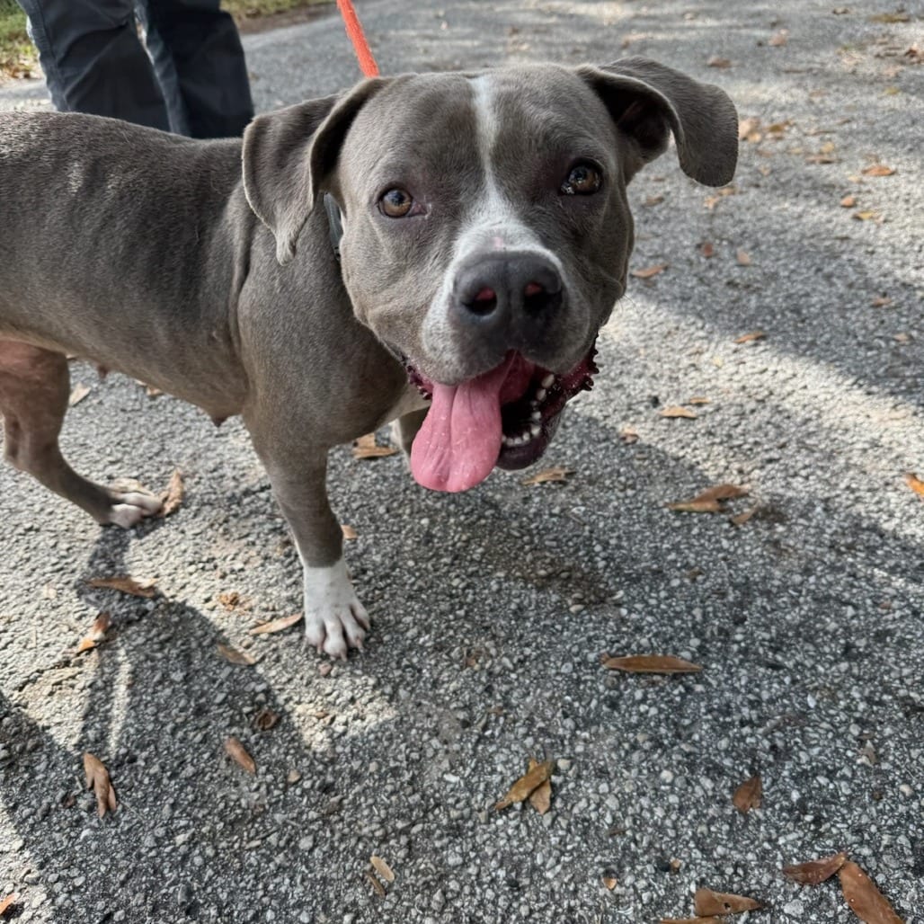 Photo of Harley, adoptable Terrier, Pit Bull / Mixed Breed (Medium) in Fort Pierce, Florida
