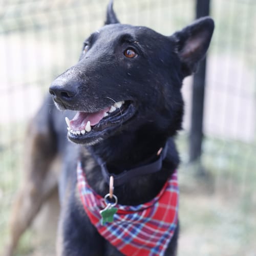 Photo of Tom Cruise - Located in TX, adoptable Belgian Shepherd Malinois in Imlay City, Michigan