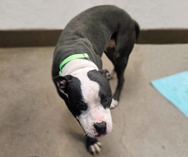 Photo of Peppermint, adoptable dog