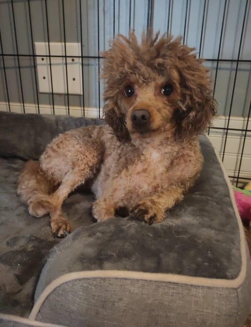 Photo of Mera Jun 26 in Foster in Charlotte, NC, adoptable Poodle (Toy) in Pacolet, South Carolina