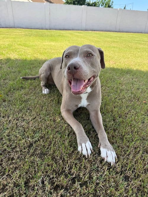 Photo of Indy, adoptable American Staffordshire Terrier in phoenix, Arizona