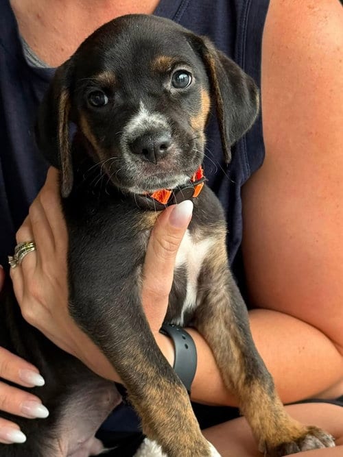 Photo of Sinbad, adoptable Hound in Gilberts, Illinois