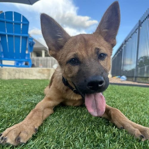 Photo of Harper, adoptable German Shepherd Dog in San Antonio, Texas