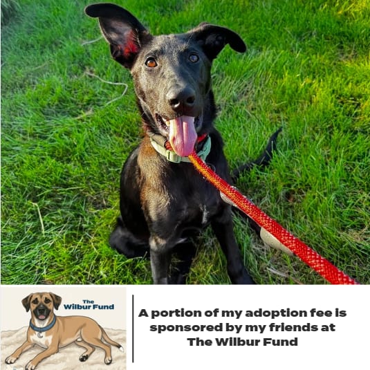 Photo of Dora D70685, adoptable Retriever, Black Labrador / Mixed Breed (Medium) in Minnesota, Minnesota