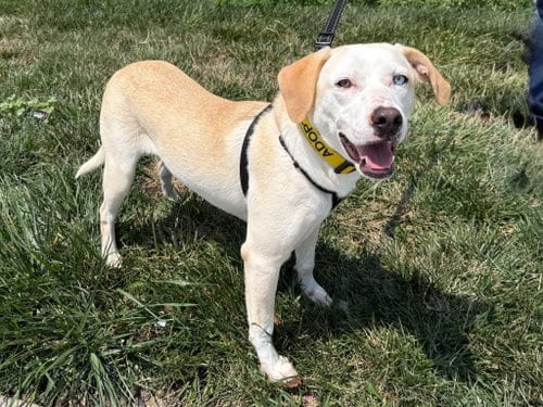 Photo of Pickles (F), adoptable Labrador Retriever in Lee's Summit, Missouri