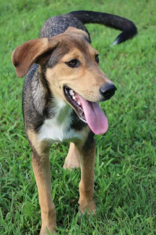 Photo of Diva, adoptable Labrador Retriever in garner, North Carolina