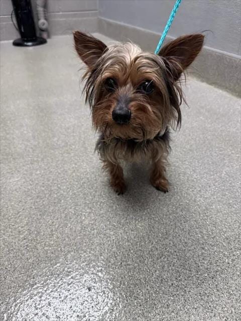 Photo of Hershey, adoptable Yorkshire Terrier Yorkie in Las Vegas, Nevada