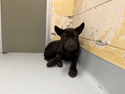 Photo of Beam, adoptable German Shepherd Dog in Tulsa, Oklahoma