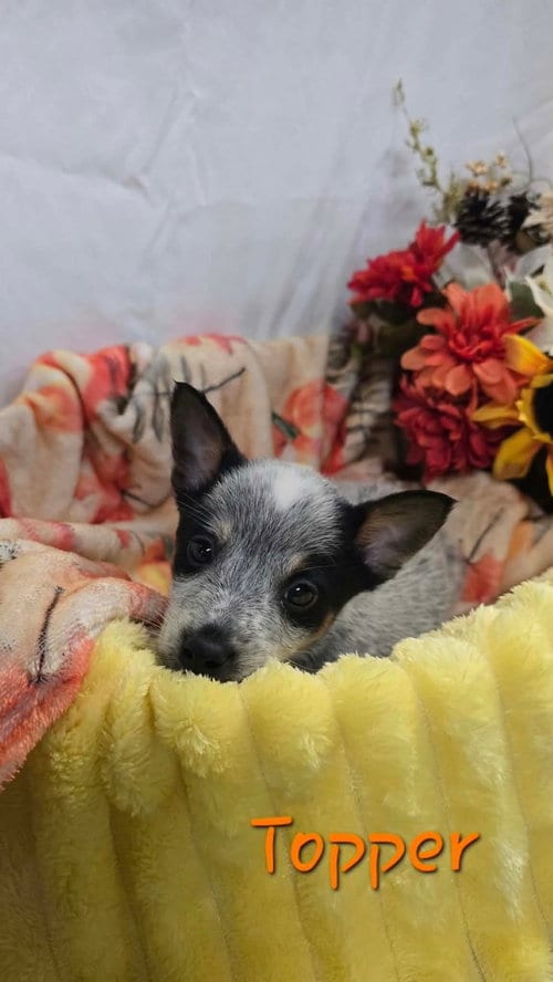 Photo of KP Topper, adoptable Australian Cattle Dog/Blue Heeler in Warrenton, Missouri