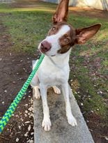 Photo of Gabriel, adoptable Podengo Portugueso in Millsboro DELAWARE, New Jersey