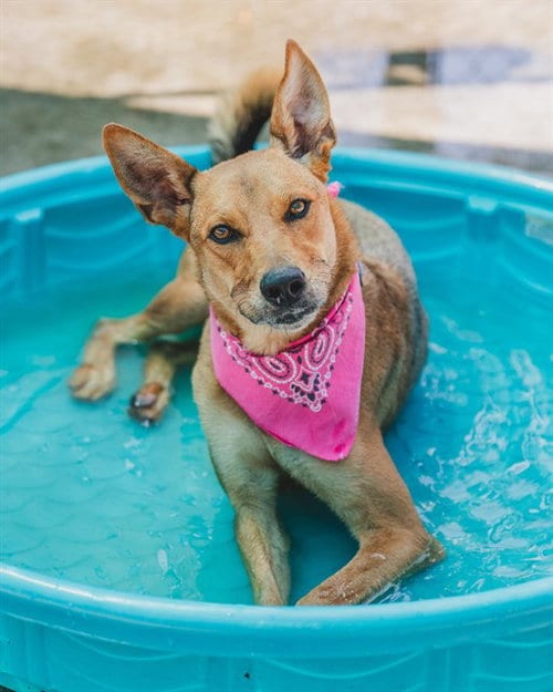 Photo of Dakota, adoptable Carolina Dog in Miami, Florida