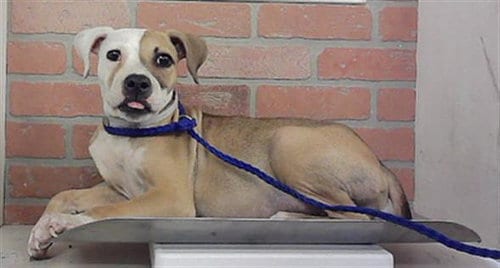 Photo of Rooster, adoptable Staffordshire Bull Terrier in Houston, Texas