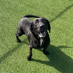 Photo of Justice 5027, adoptable Labrador Retriever in Loxahatchee, Florida