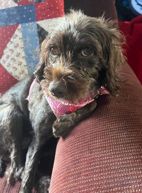 Photo of Tinley, adoptable Cockapoo in Mundelein, Illinois