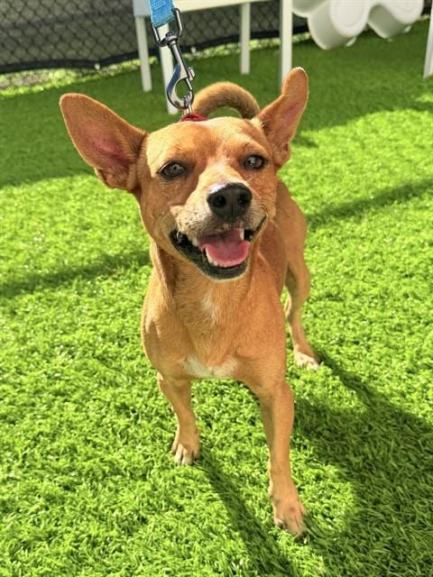 Photo of Fozzie, adoptable Chihuahua in Naples, Florida