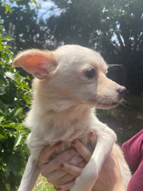Photo of Marvin, adoptable Chihuahua in San Diego, California