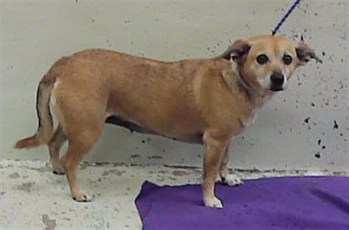 Photo of Peggy, adoptable Dachshund in Houston, Texas