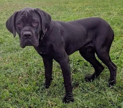 Photo of Theo, adoptable Cane Corso Mastiff in Akron, Ohio