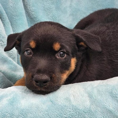 Photo of Eureka Pup - Carter, adoptable Wirehaired Fox Terrier in San Diego, California