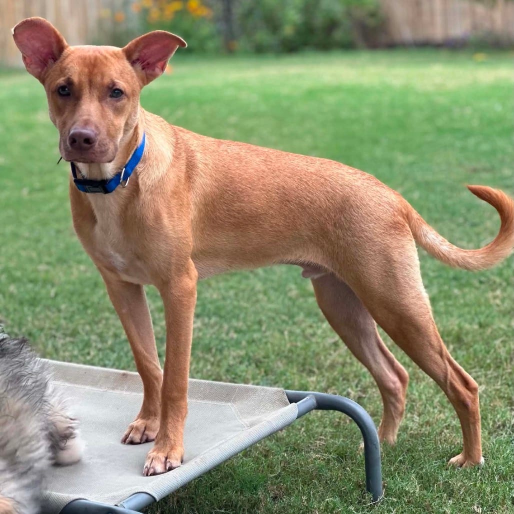 Photo of Hairy 26-06-020, adoptable Black Mouth Cur / Kelpie, Australian in Bastrop, Texas