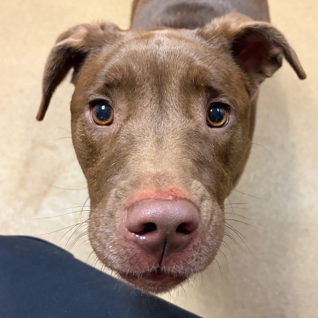 Photo of Momo, adoptable Mixed Breed (Small) in Chattanooga, Tennessee