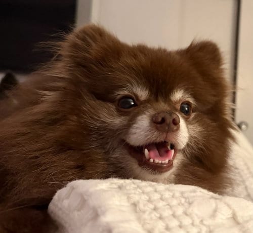 Photo of Kahlua, adoptable Pomeranian in Garland, Texas